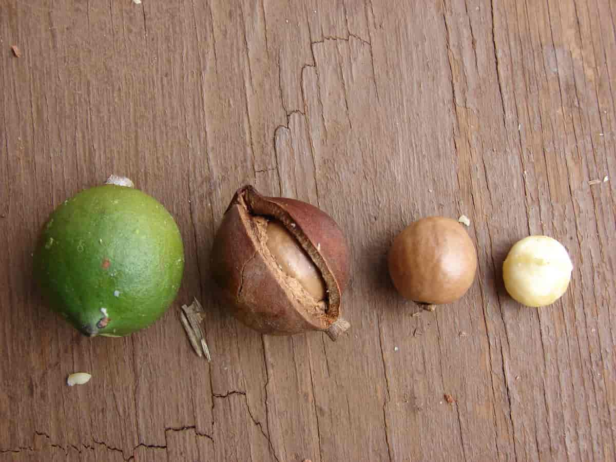 Makadamianøtter i ulike stadier