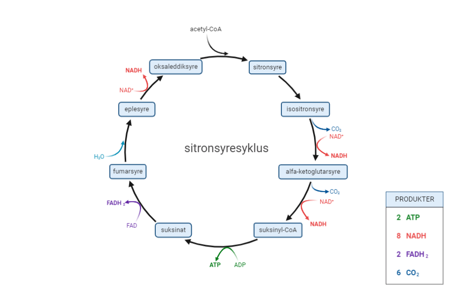 Sitronsyresyklus. Laget med BioRender.
