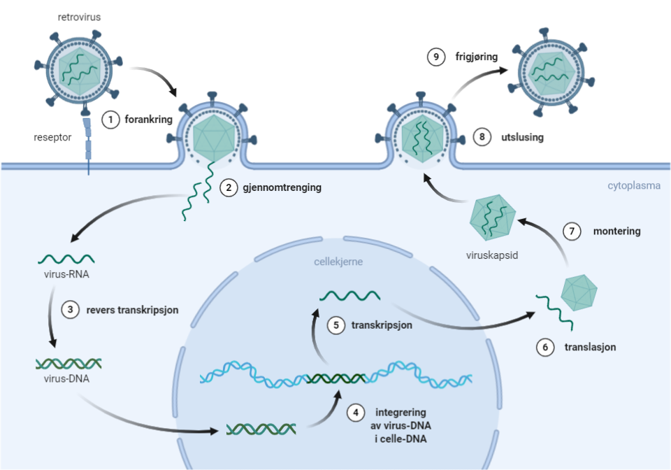 Illustrasjon som viser 1 - forankring på celleoverflaten, 2 - gjennomtrenging av cellen, 3 - revers transkripsjon, 4 - integrering av virus-DNA i celle-DNA, 5 -transkripsjon, 6 - translasjon, 7 - montering av nytt virus, og 8 - utslusing ut av cellen igjen.