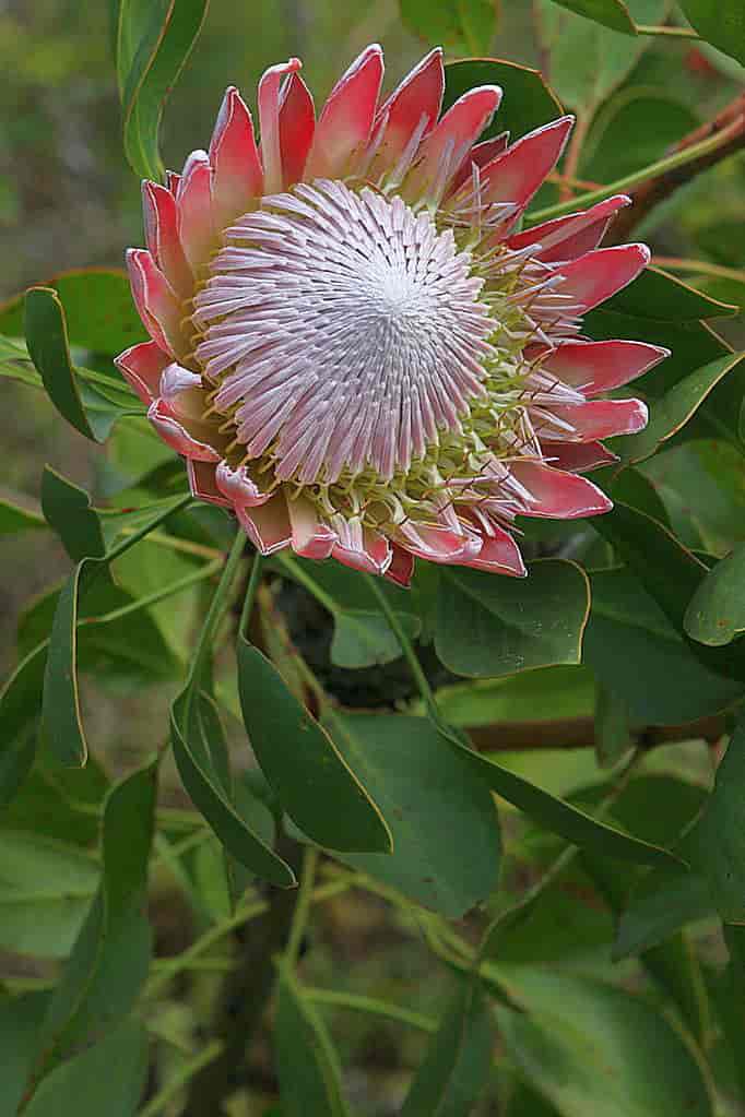 Protea cyanorides