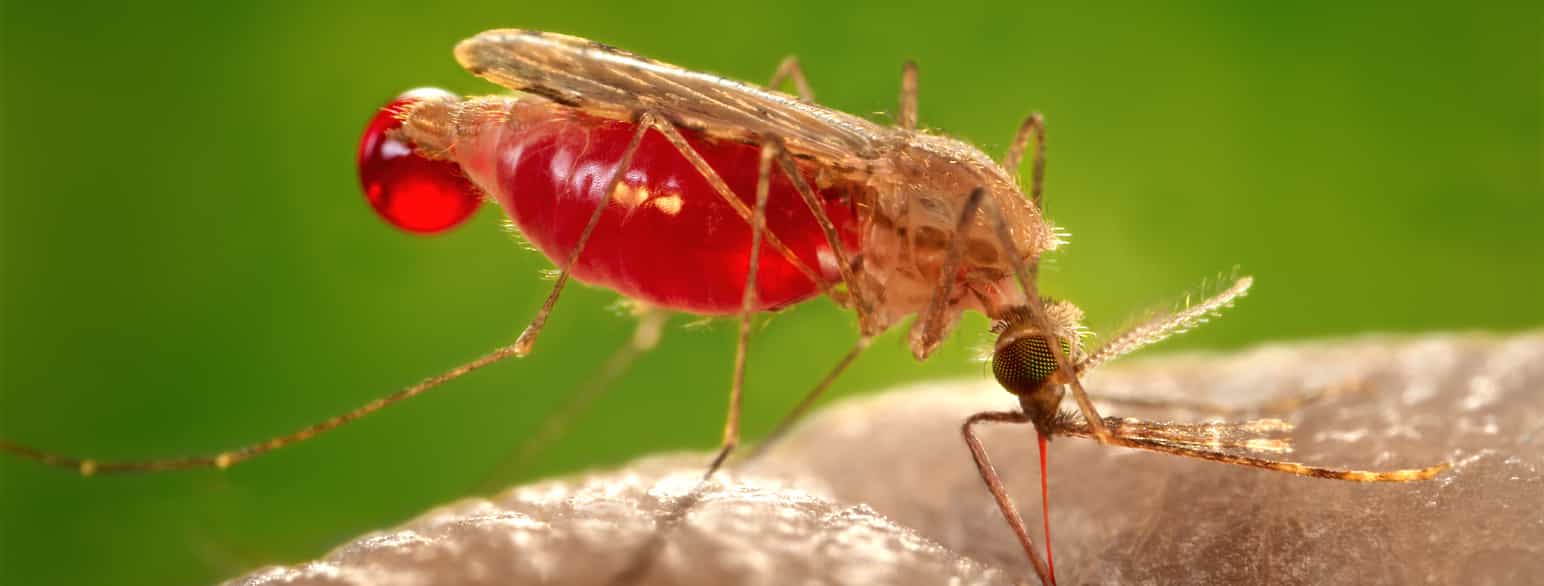 Anophelesmyggen overfører plasmodiumparasitten som gir malaria.