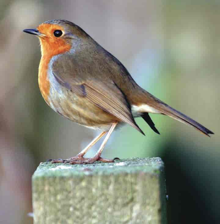 fugl med rødoransj farge på bryst og fjes, kroppen er brungrå