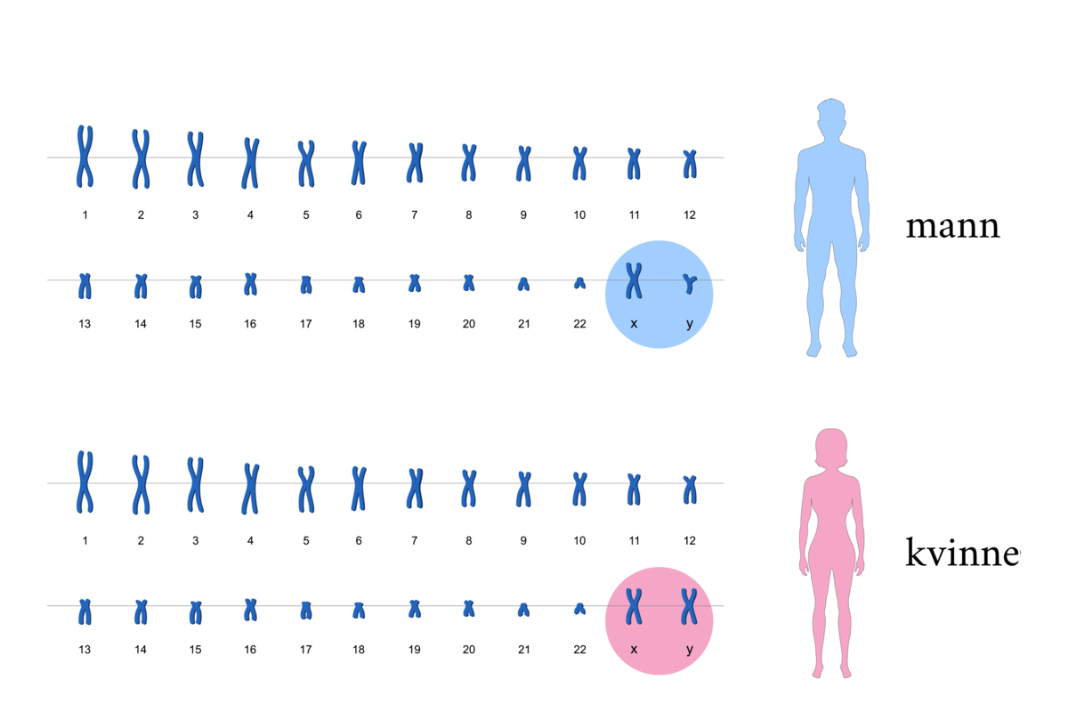 Kromosomer hos mann og kvinne.