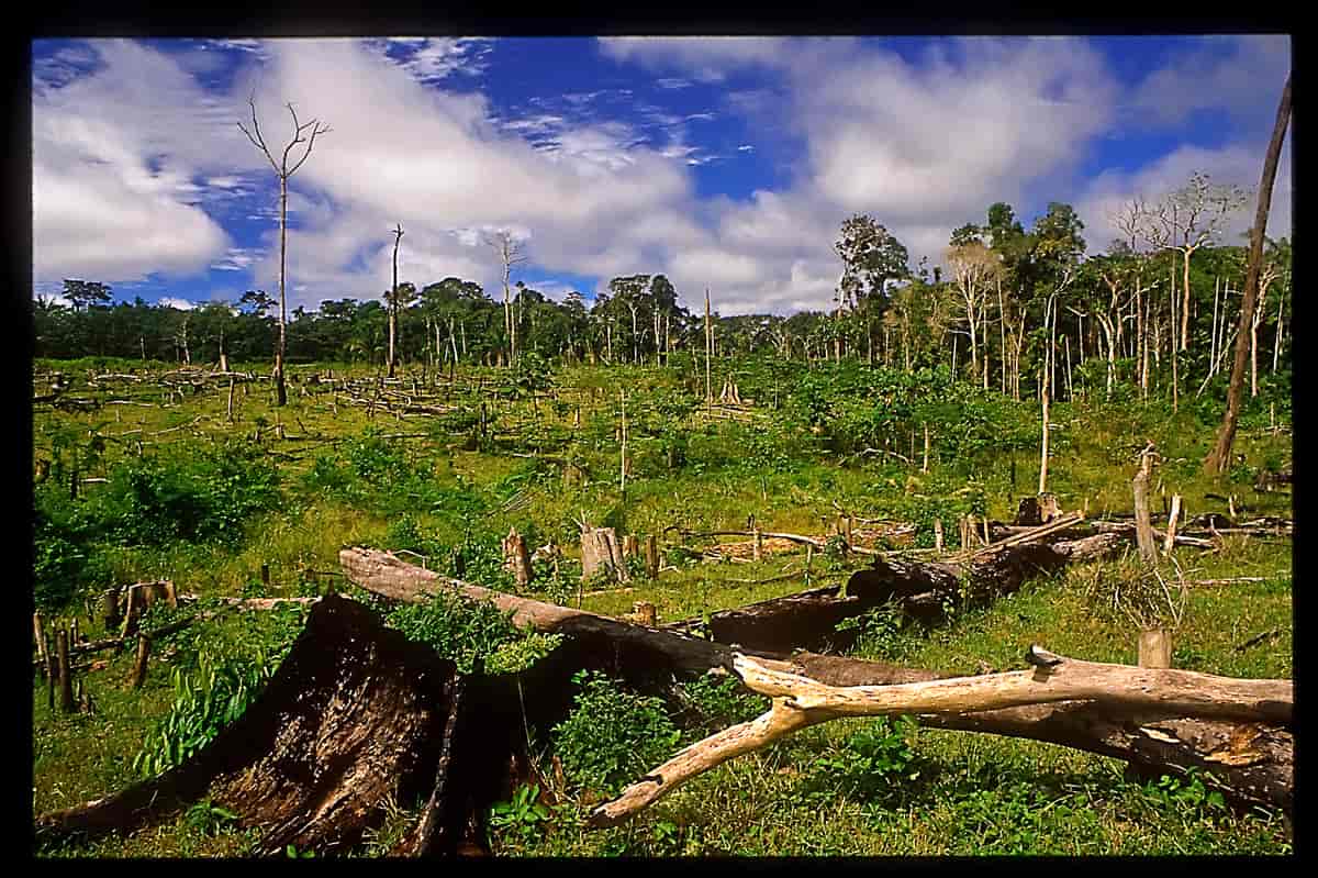 Nedbrend regnskog, Amazonas (Brasil)