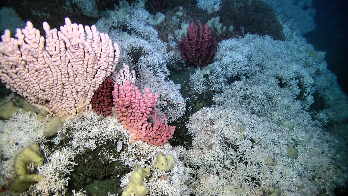Norsk korallrev