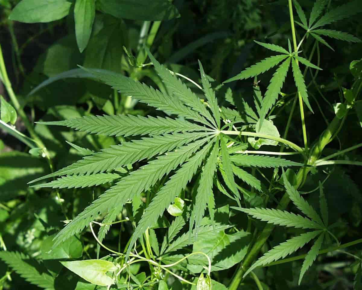 cannabis – Store medisinske leksikon