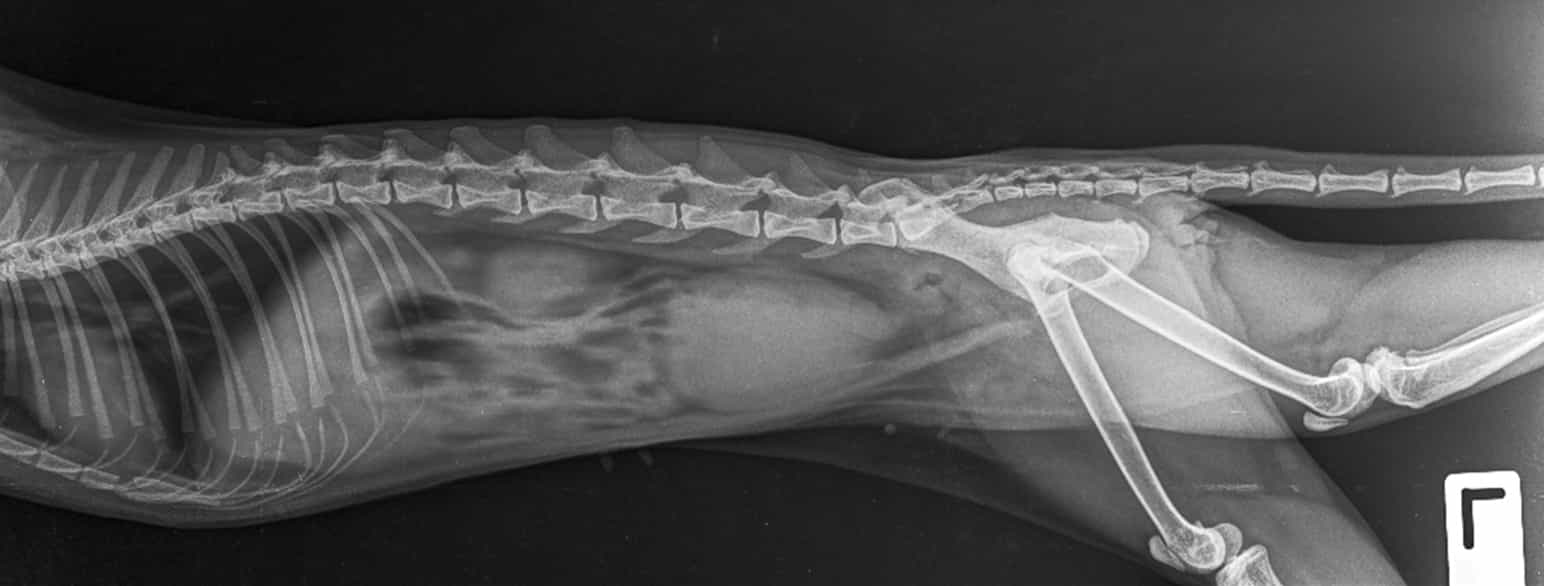 Røntgen av abdomen hos katt