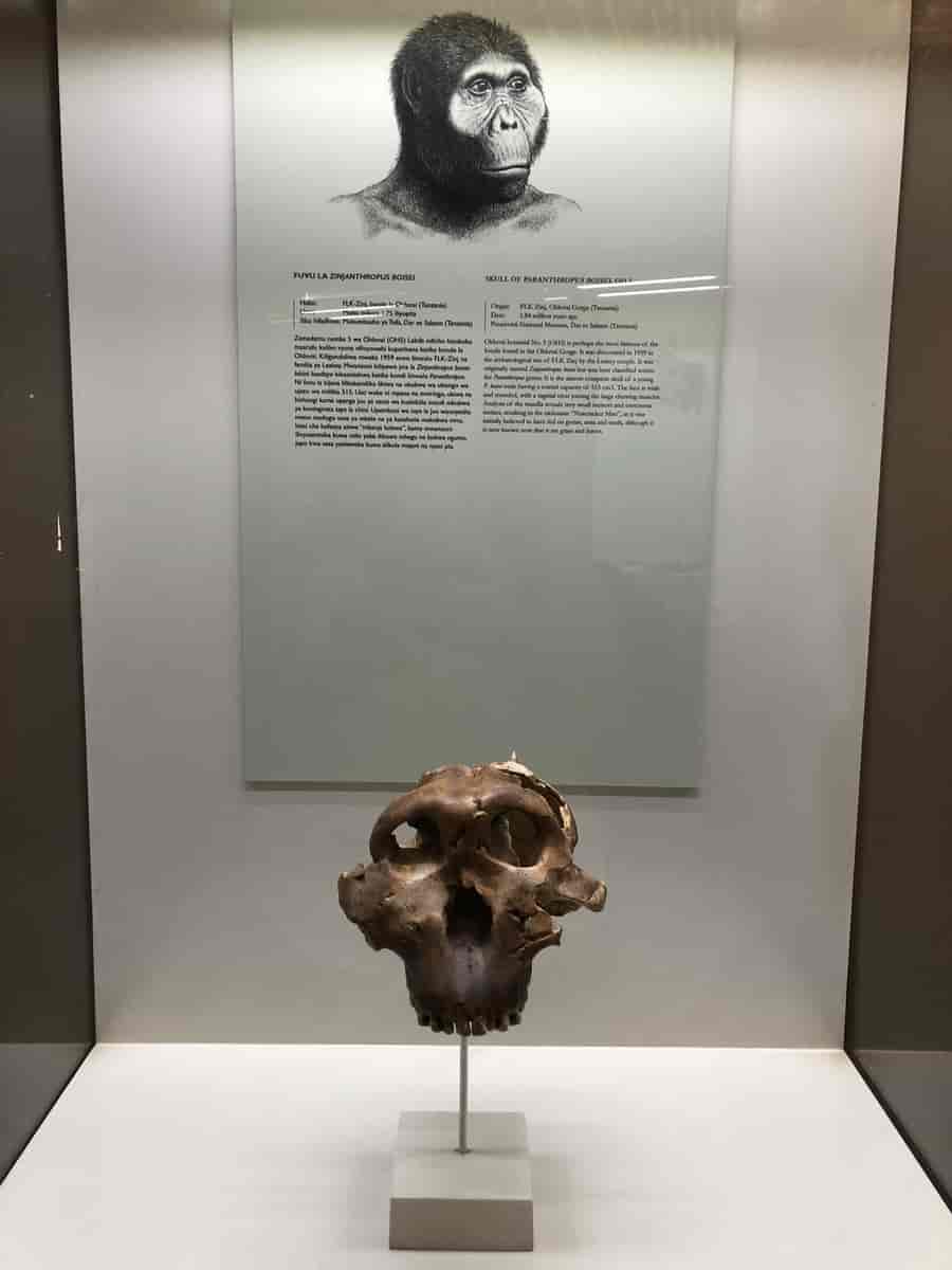 Zinjanthropus boisei