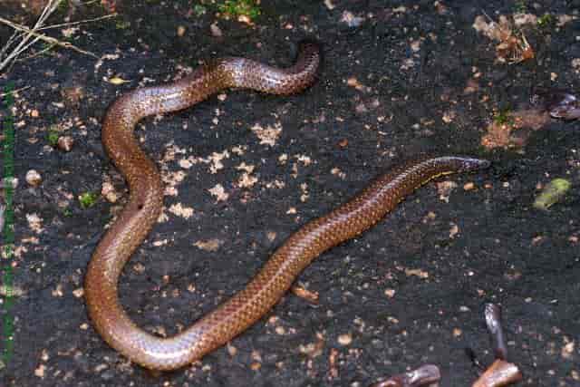 Elliots Shieldtail snake