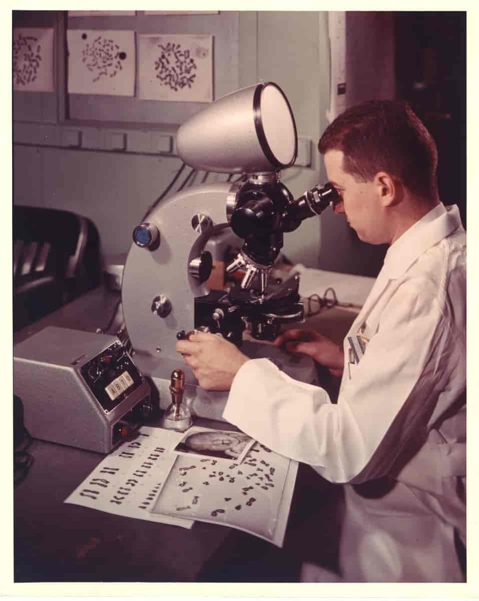 Undersøkelse av kromosomer i mikroskop