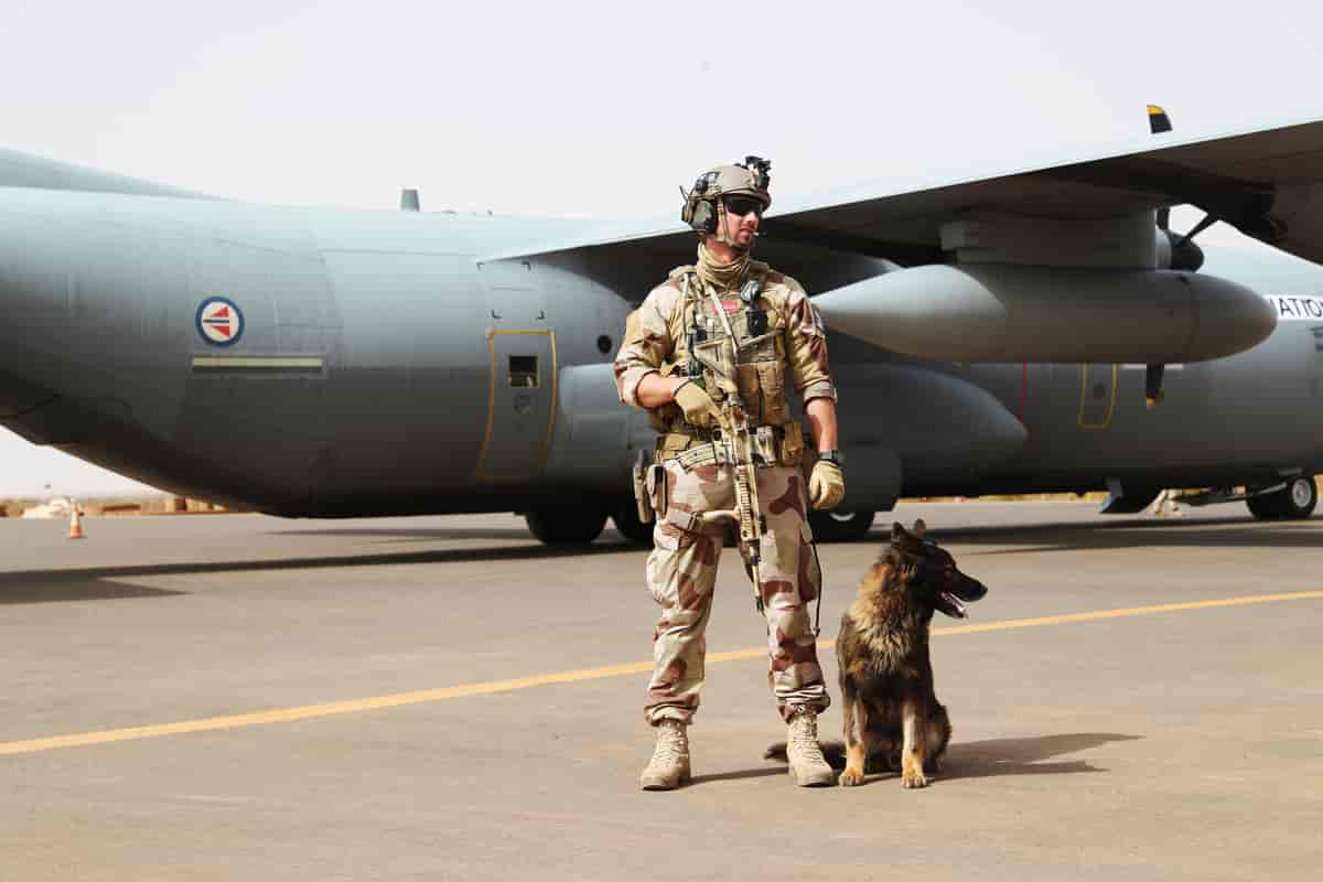 Militærhund