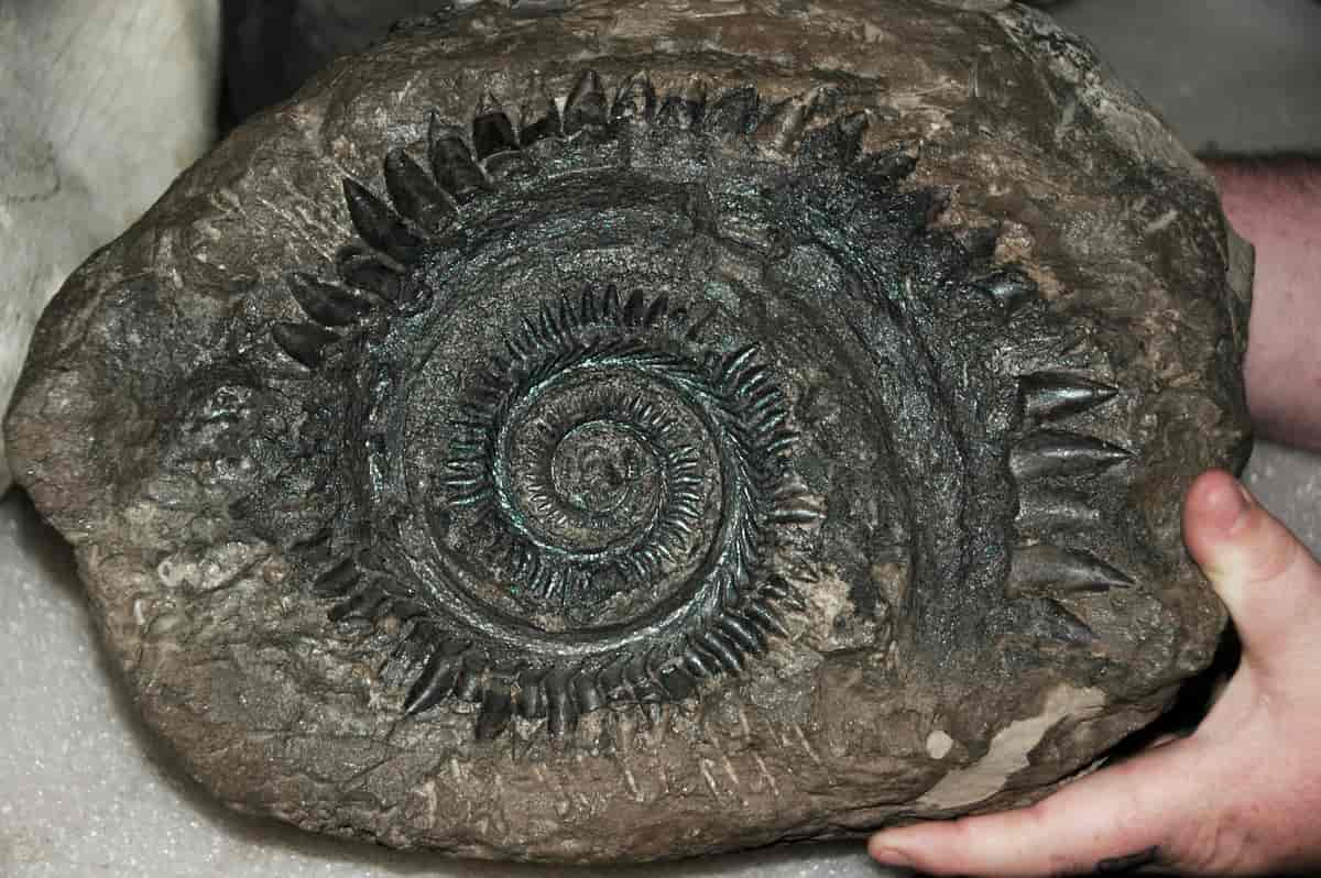 Fossil av Helicoprions tannrull