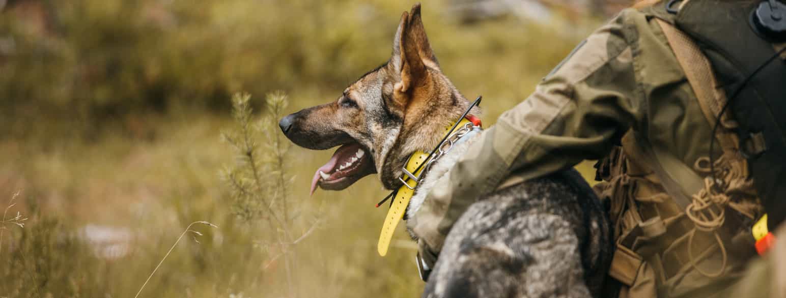 Trening for Heimevernet med Forsvarets hundeskole