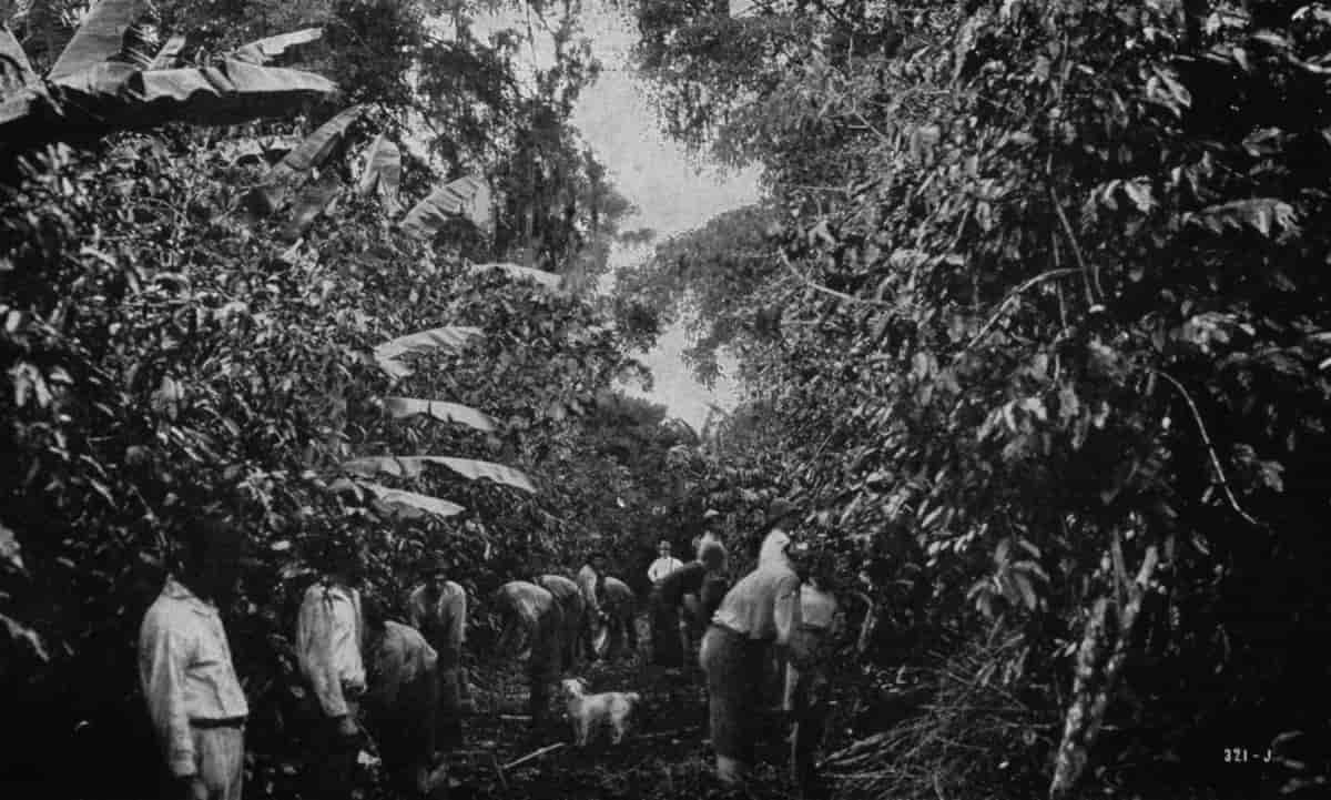  kaffeplantasje på Costa Rica tatt på tidlig  1900-tallet