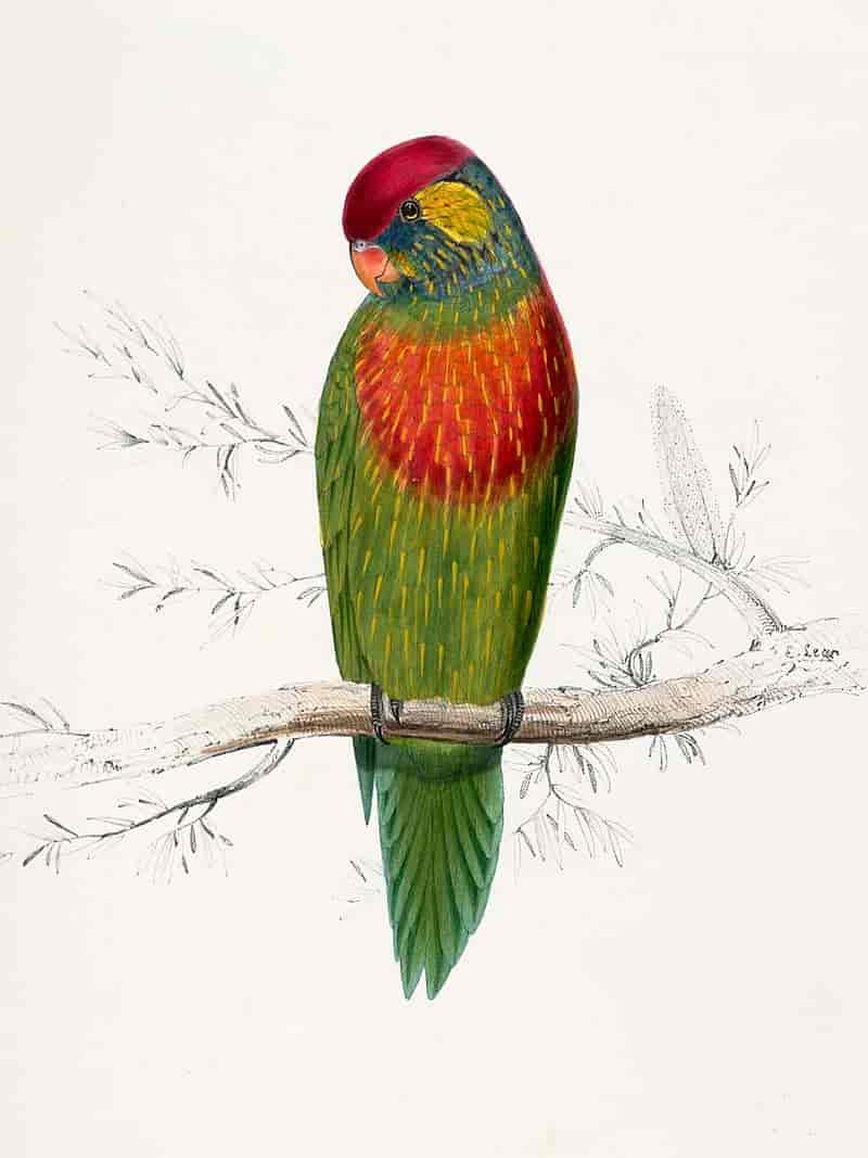 Illustrasjon frå boka om papegøyer