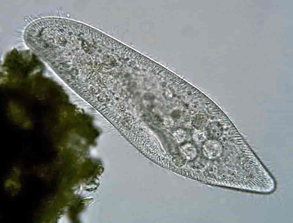 Mikroskopbilde av Paramecium caudatum