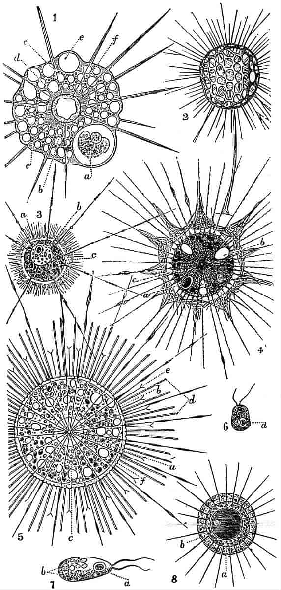 Heliozoa, soldyr