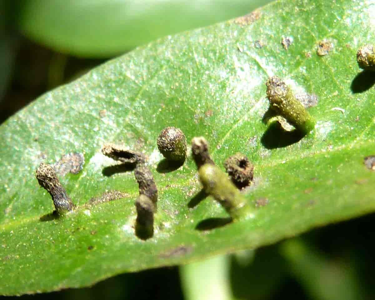 Skade på den tropiske planten Monanthotaxis caffra forårsaket av gallmidd
