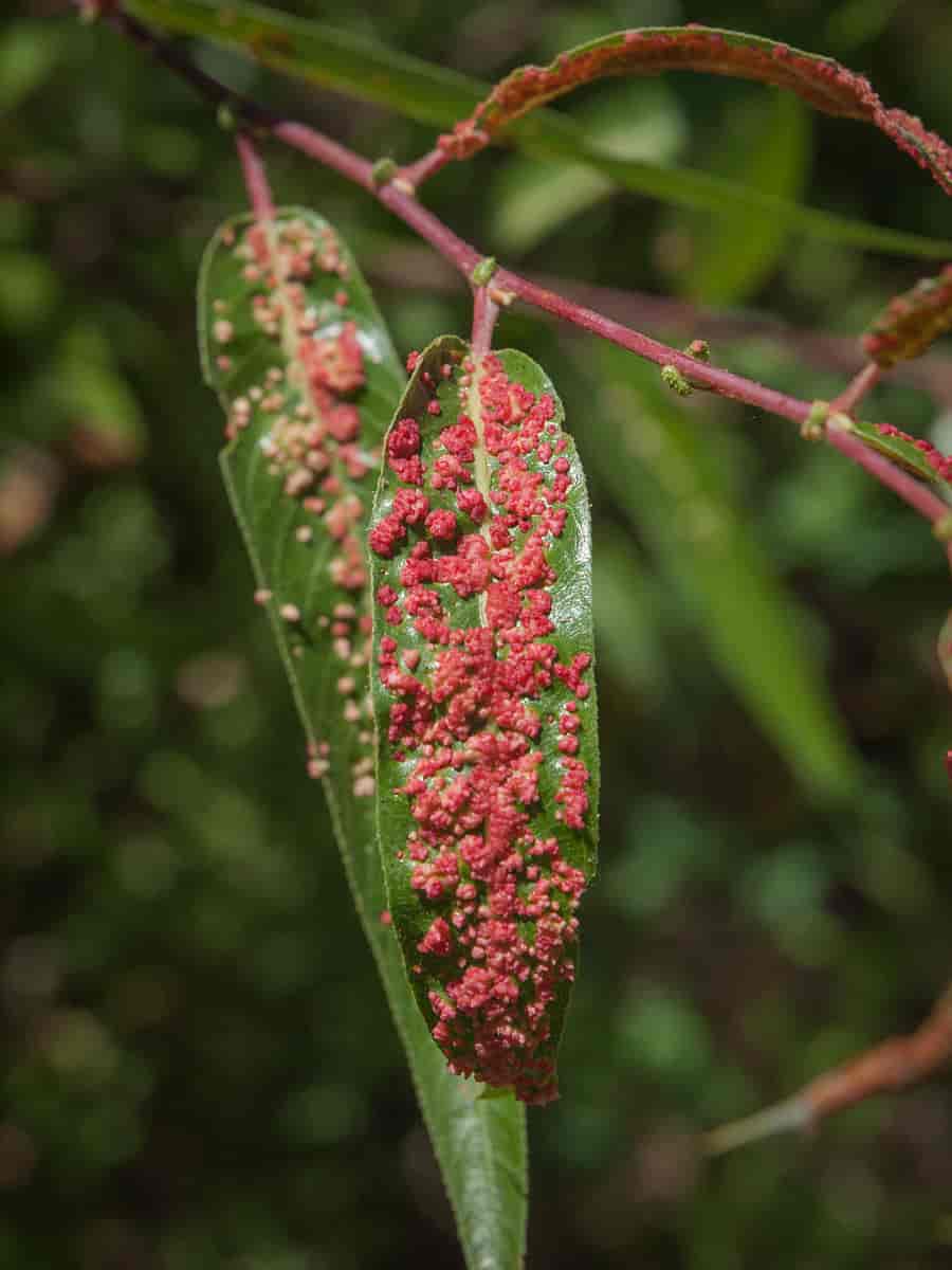 Midden Aculops tetanothrix har dannet galler på et tre av arten Salix lasiolepis