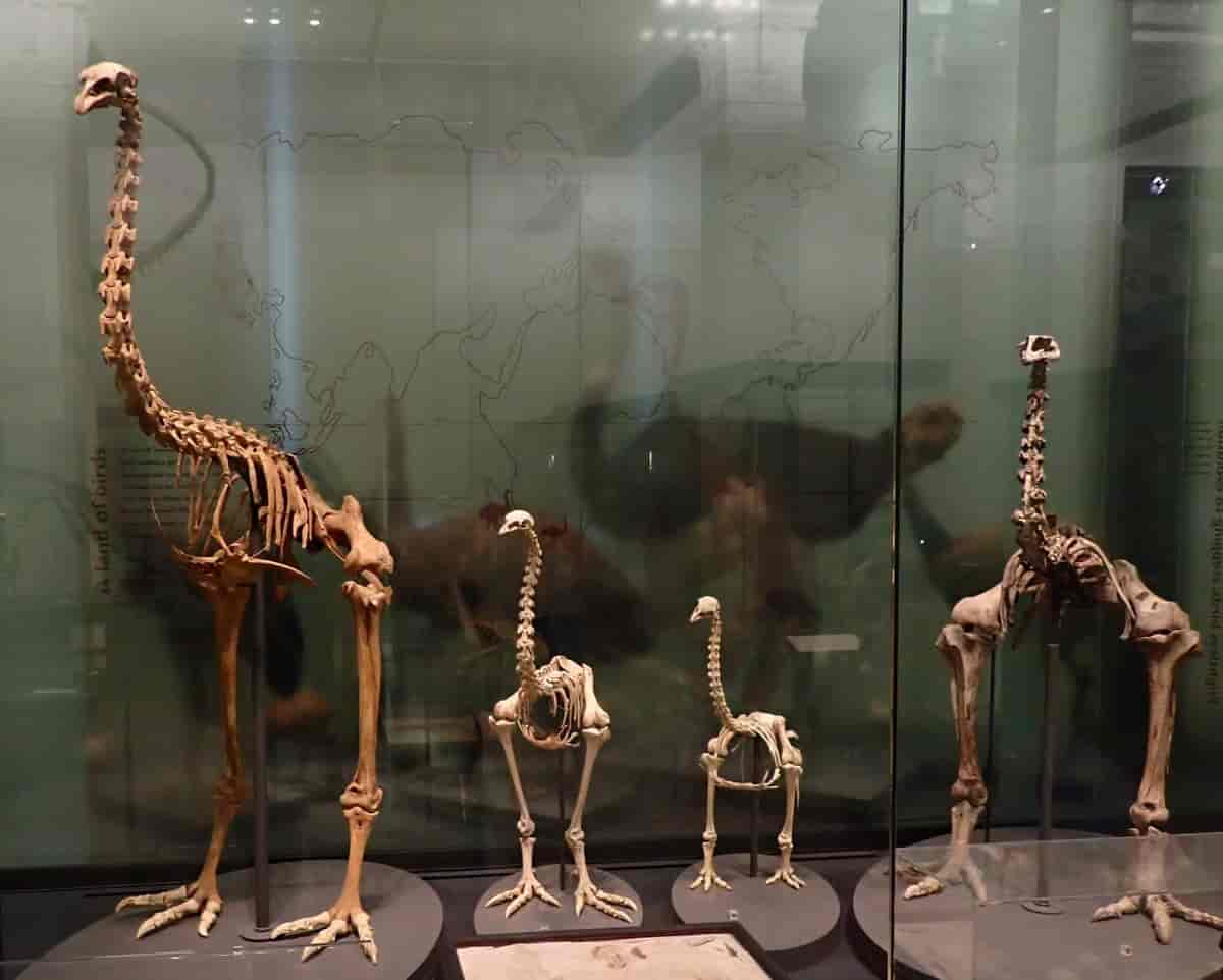 Skjeletter av moafugler på Wellington museum, New Zealand.