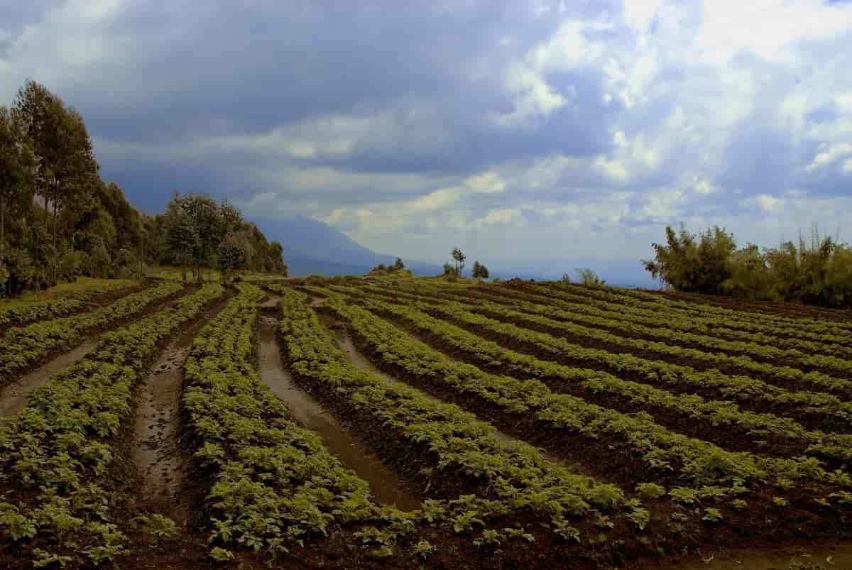 Jordbruk i Rwanda