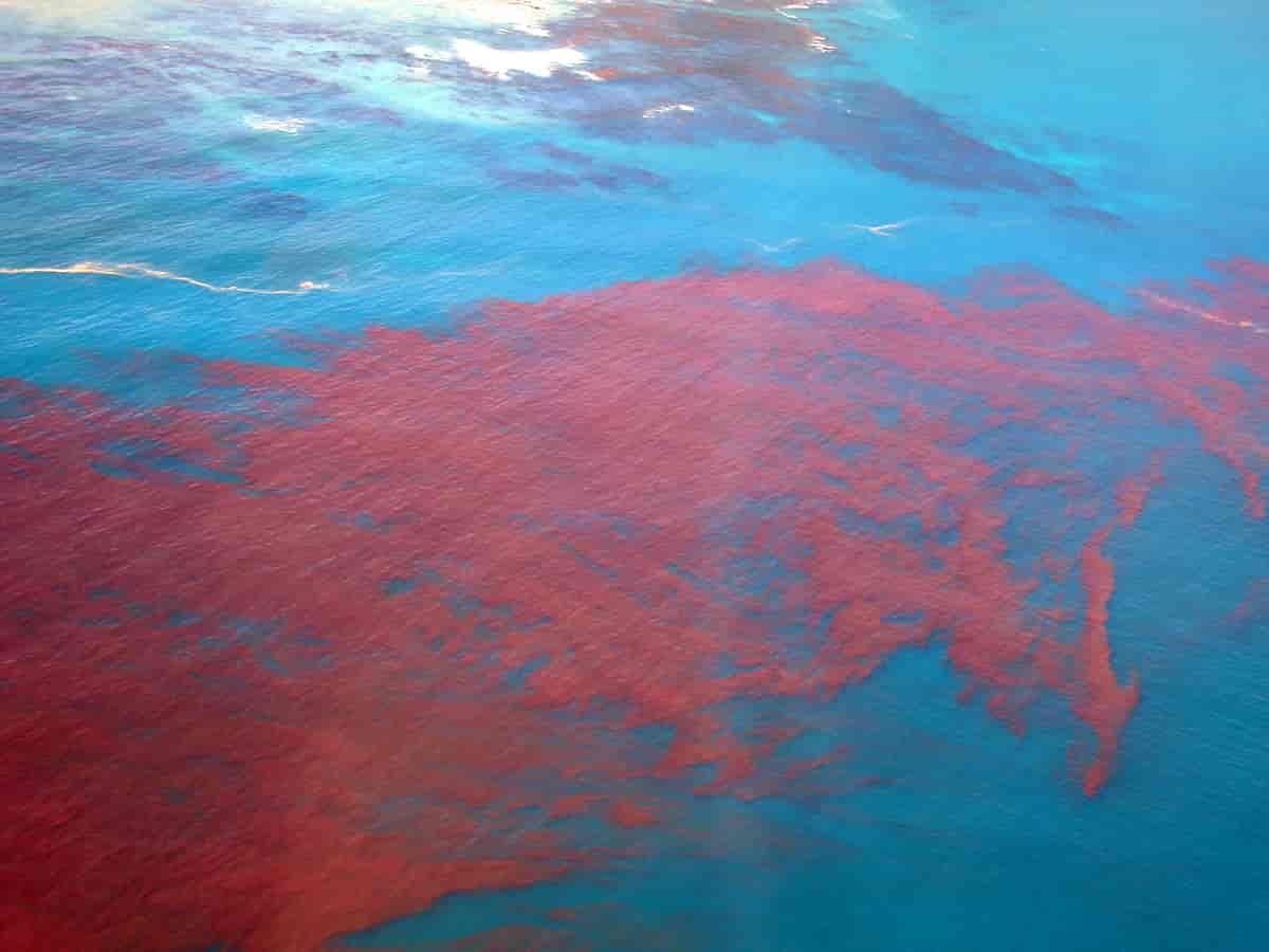 Rødt vann utenfor Hermanus, Sør-Afrika