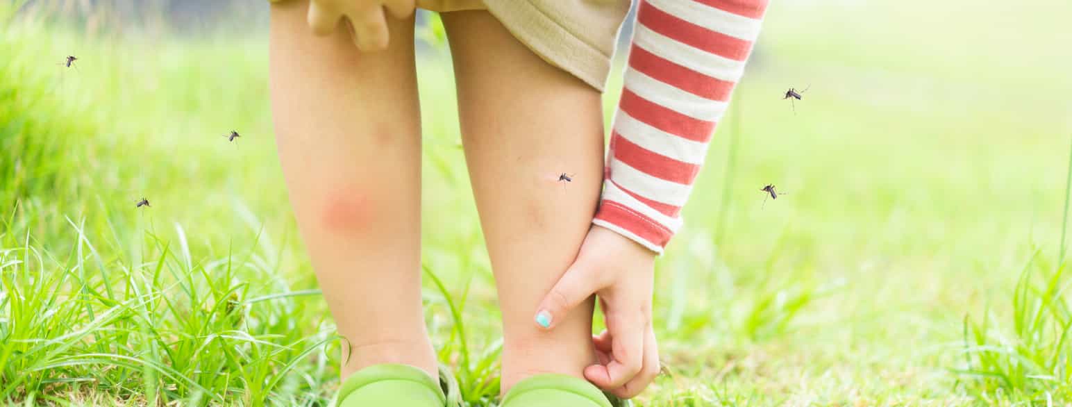 Mygg kan gi plagsomme stikk