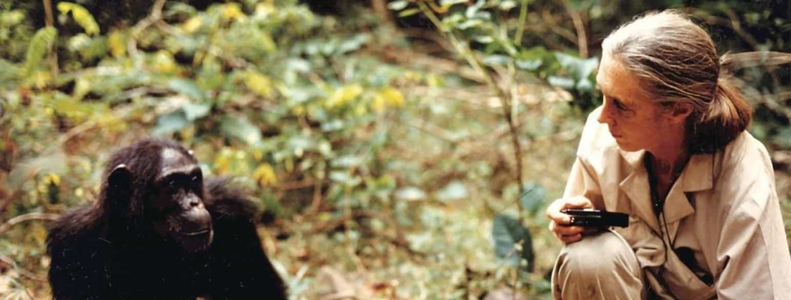 Jane Goodall og en sjimpanse