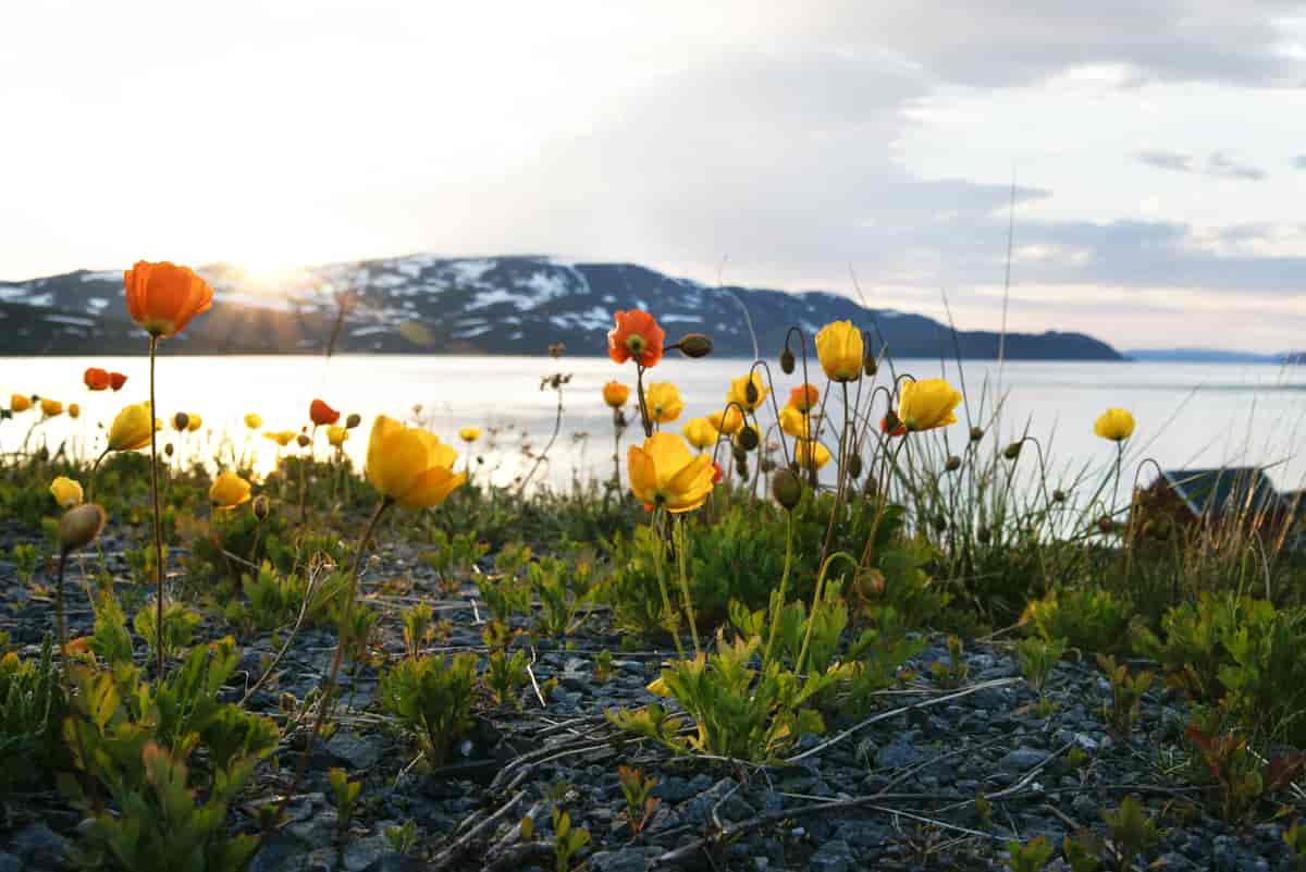 Valmuer ved Repparfjorden