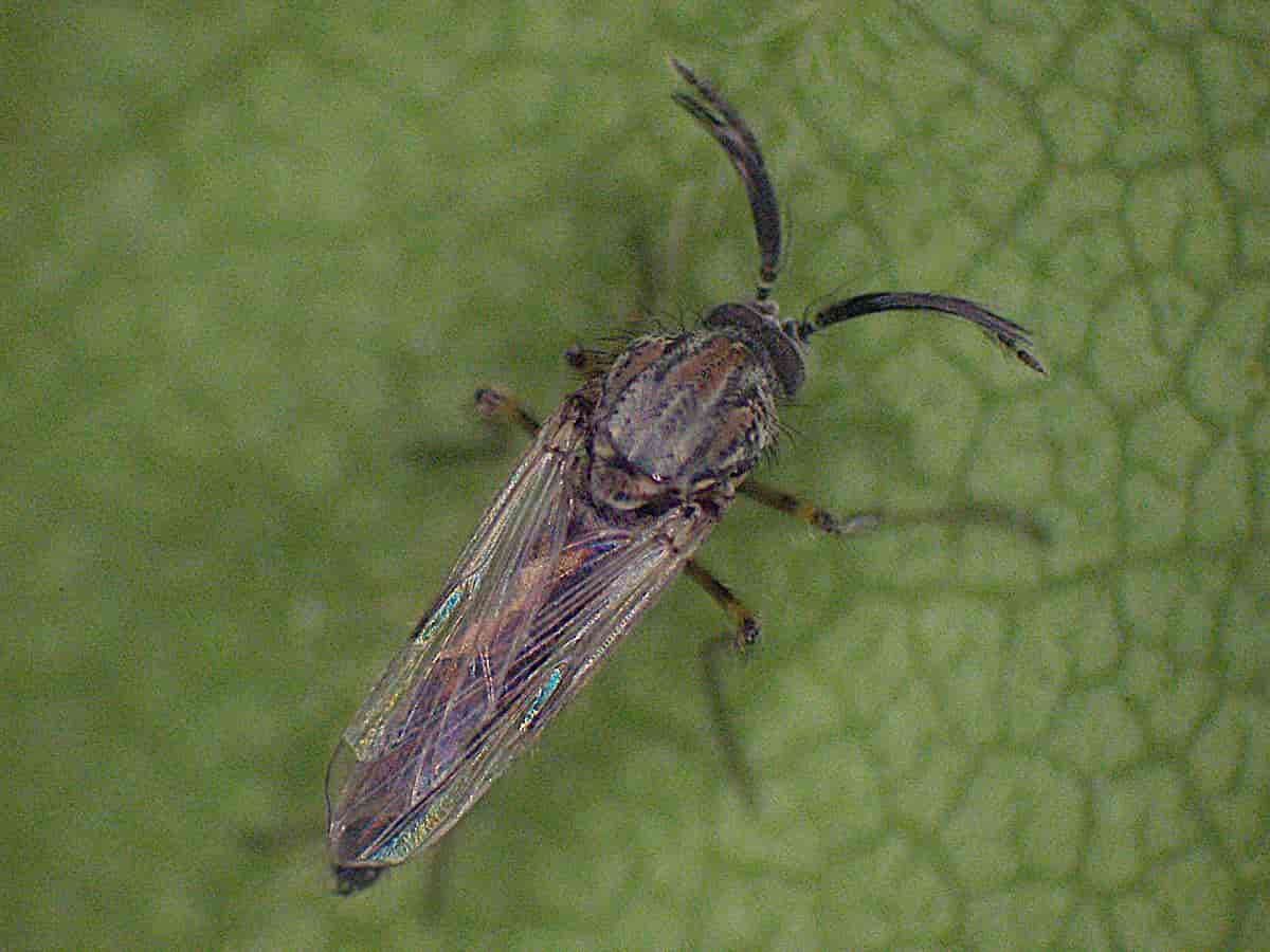 En hann av sviknotten Dasyhelea bilineata (Ceratopogonidae).