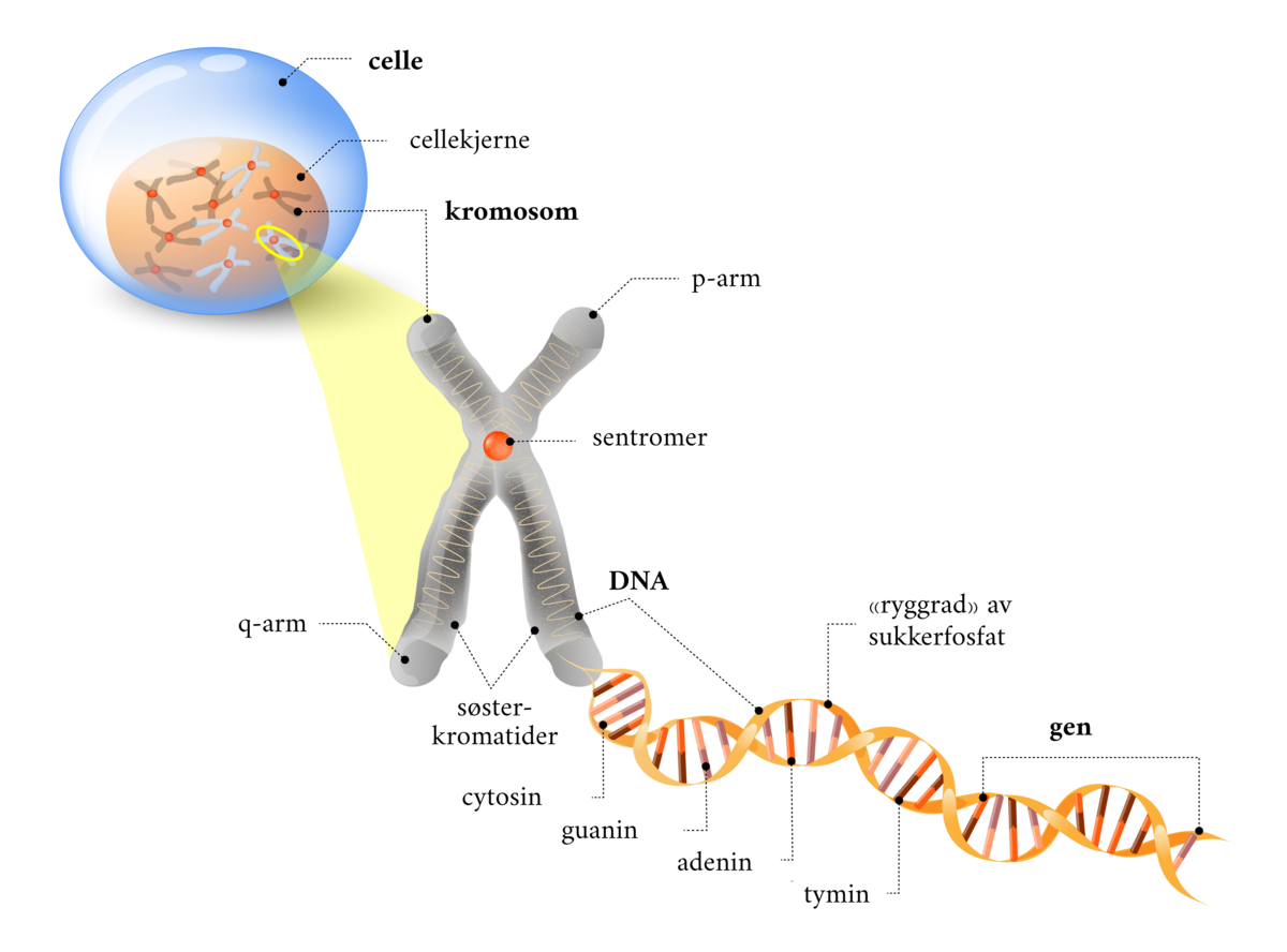 DNA til gen