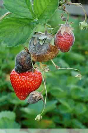 gråskimmel på jordbær