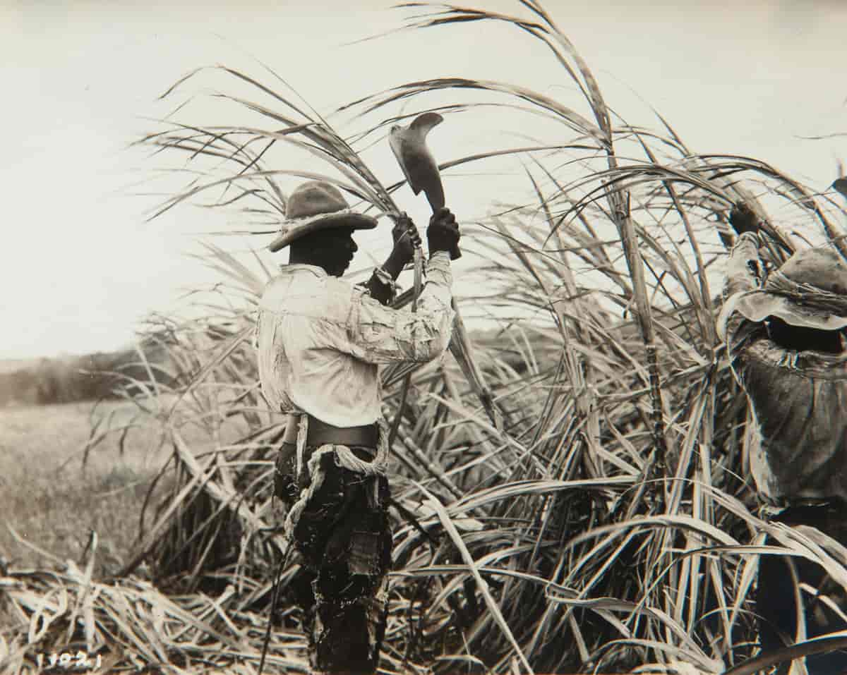 Sukkerrørplantasje