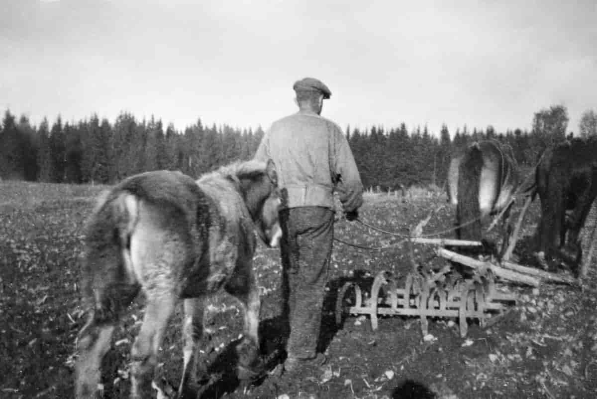 Harving med fjærharv, trukket av to hester. Bildet er tatt i 1942 eller 1943 i Ringsaker, Hedmark.
