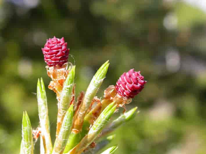 Ung kongleformet hunnblomsterstand fra furu (Pinus sylvestris)