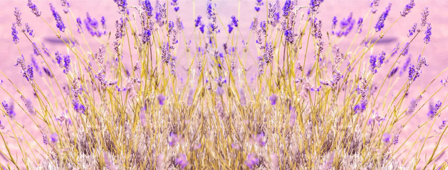 Lavendel fra Provence