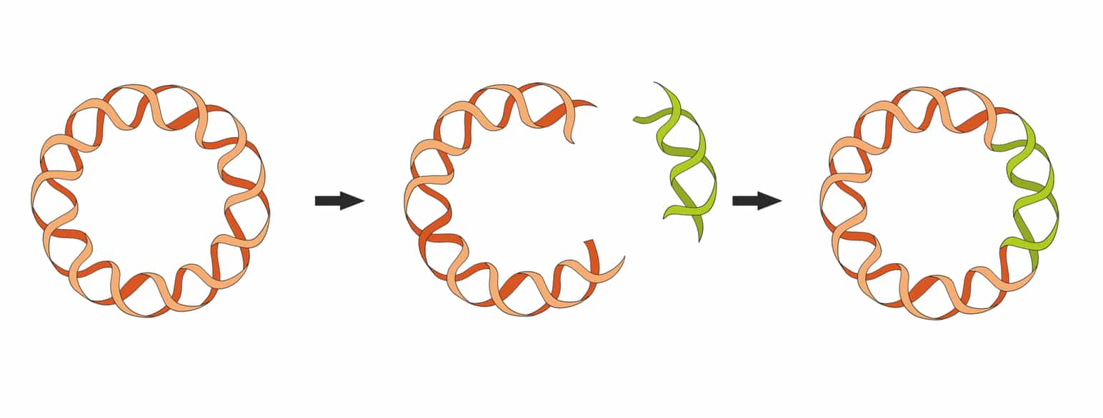 Plasmider brukes som kloningsvektorer og kan transformeres med nye gener