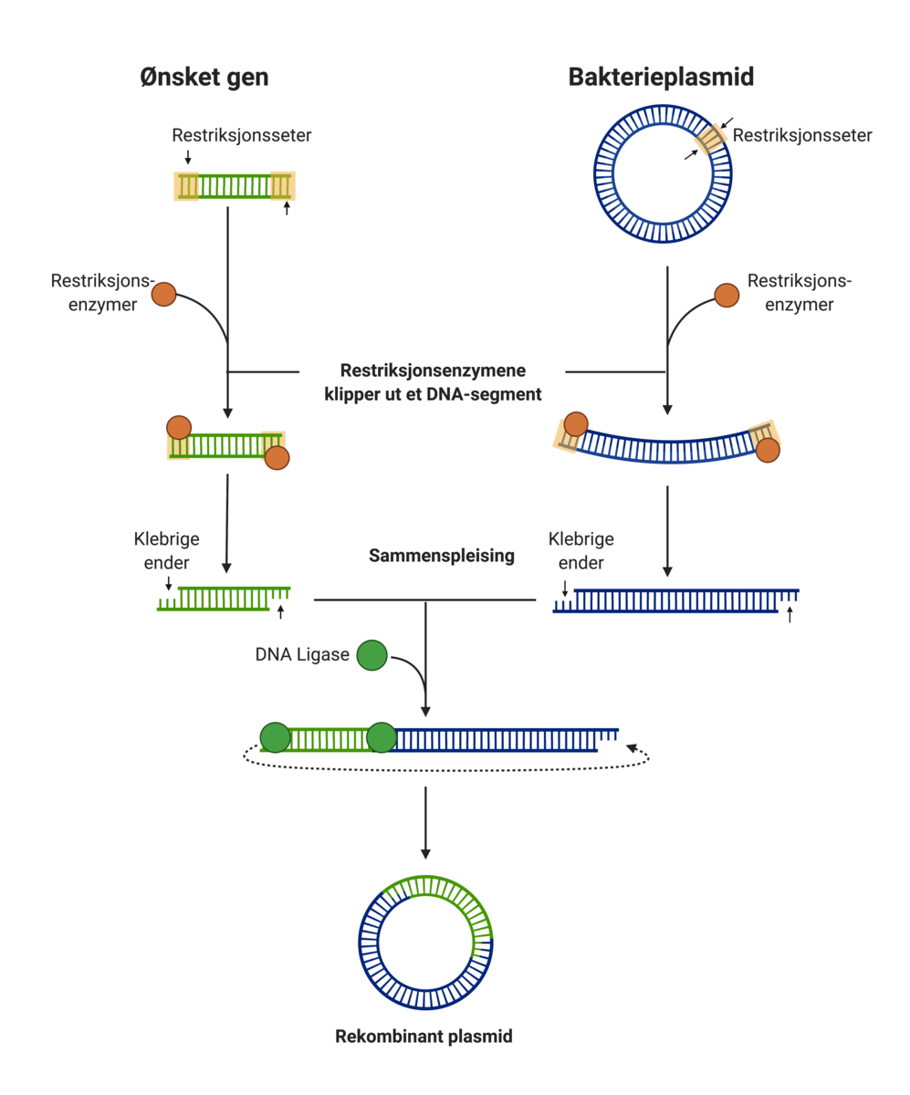 Restriksjonsenzymenes virkning