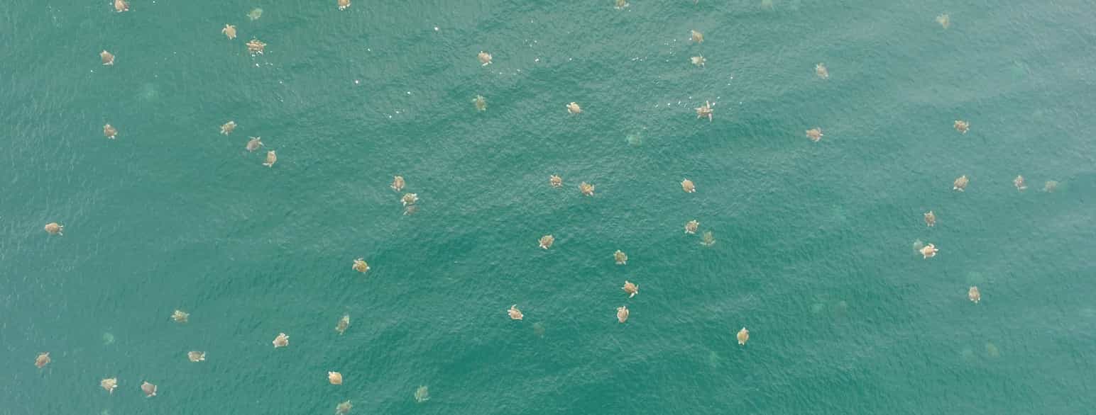 Olivenbastardskilpadder kommer inn mot kysten i Costa Rica