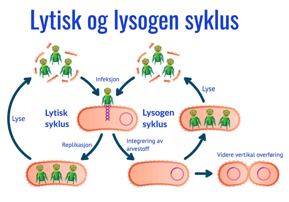 Lytisk og lysogen syklus