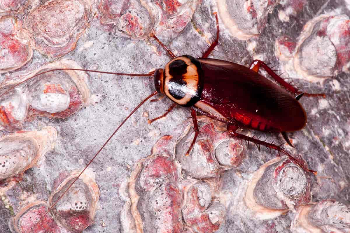 australsk kakerlakk