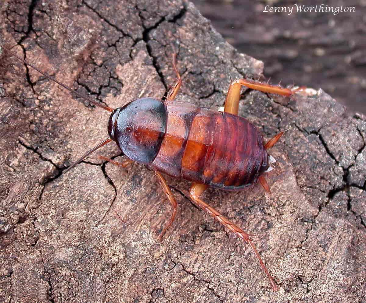Orientalsk kakerlakk, Blatta orientalis