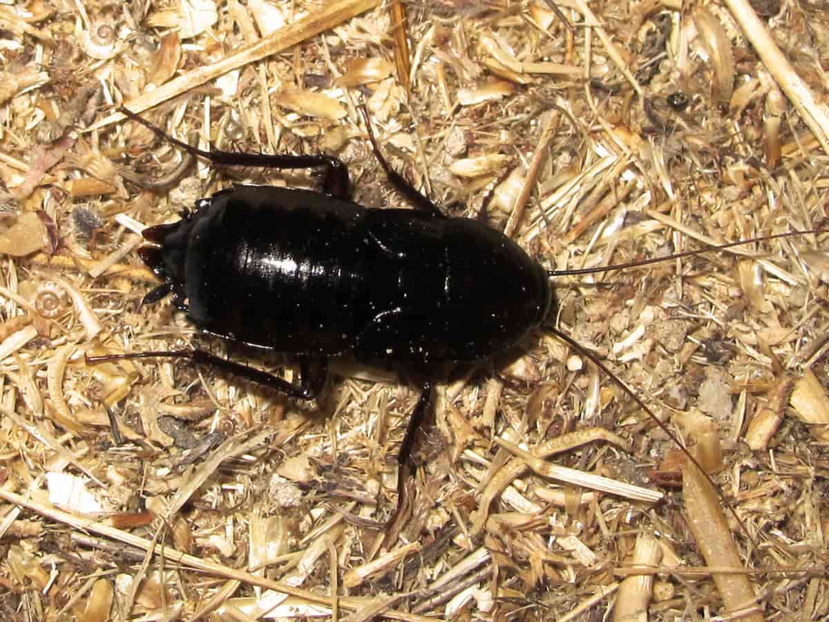 Blatta orientalis, orientalsk kakerlakk