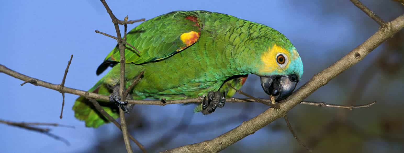 Blåpanneamazon, Amazona aestiva, i Pantanal i Brasil