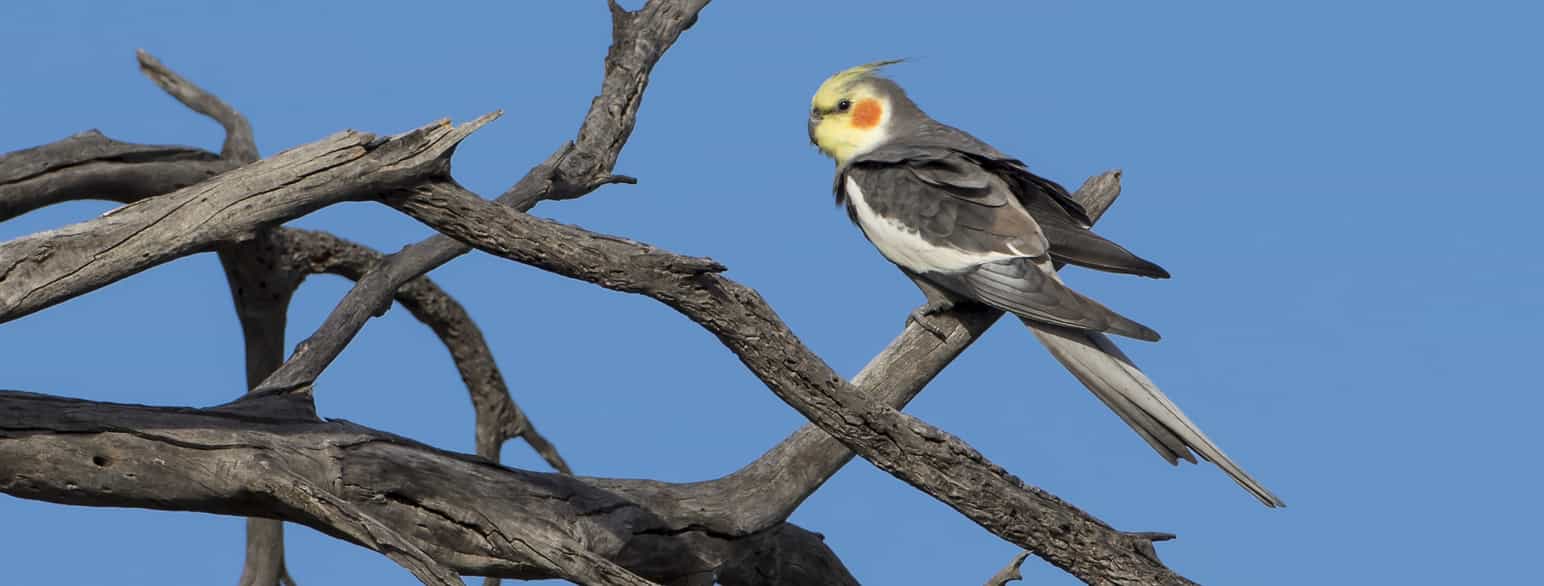 Vill nymfekakadu i Wanjarri Nature Reserve, Western Australia