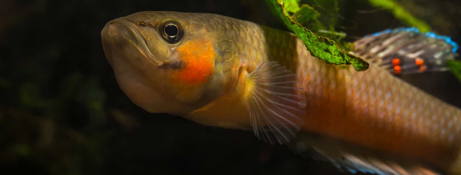 Hannfisk av arten Betta macrostoma med egg i munnen. Ferskvannsfisk i guramifamilien, slektning av kampfisken