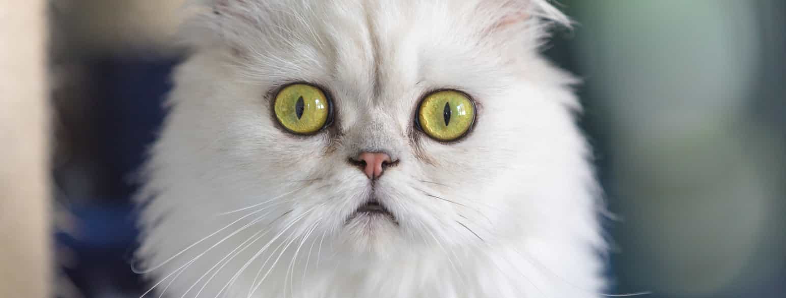 Nærbilde av chinchilla-katt