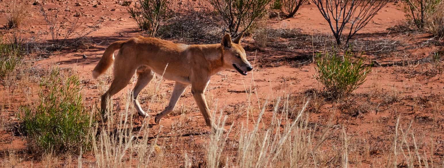 Dingo i Kings Canyon, Northern Territory, Australia.