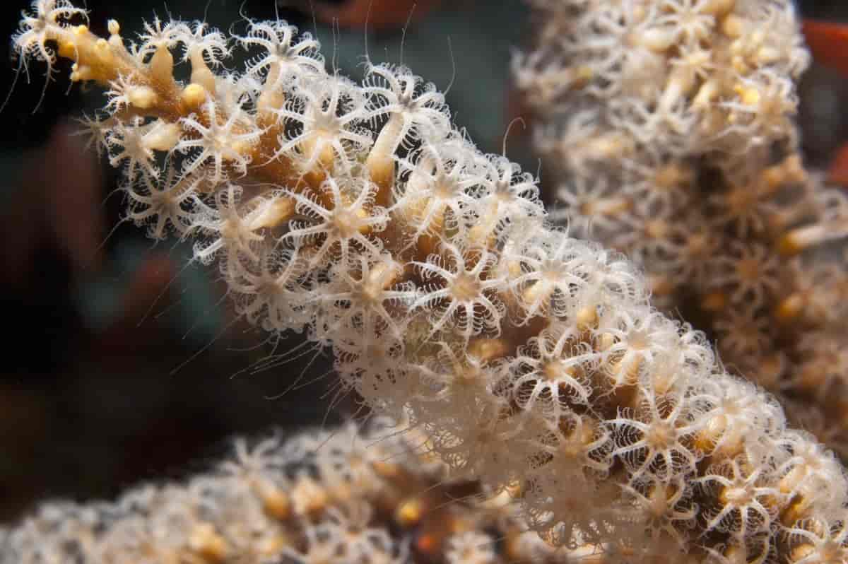Koloni av koralldyr med åpne polypper
