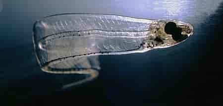 Leptocephalus larve